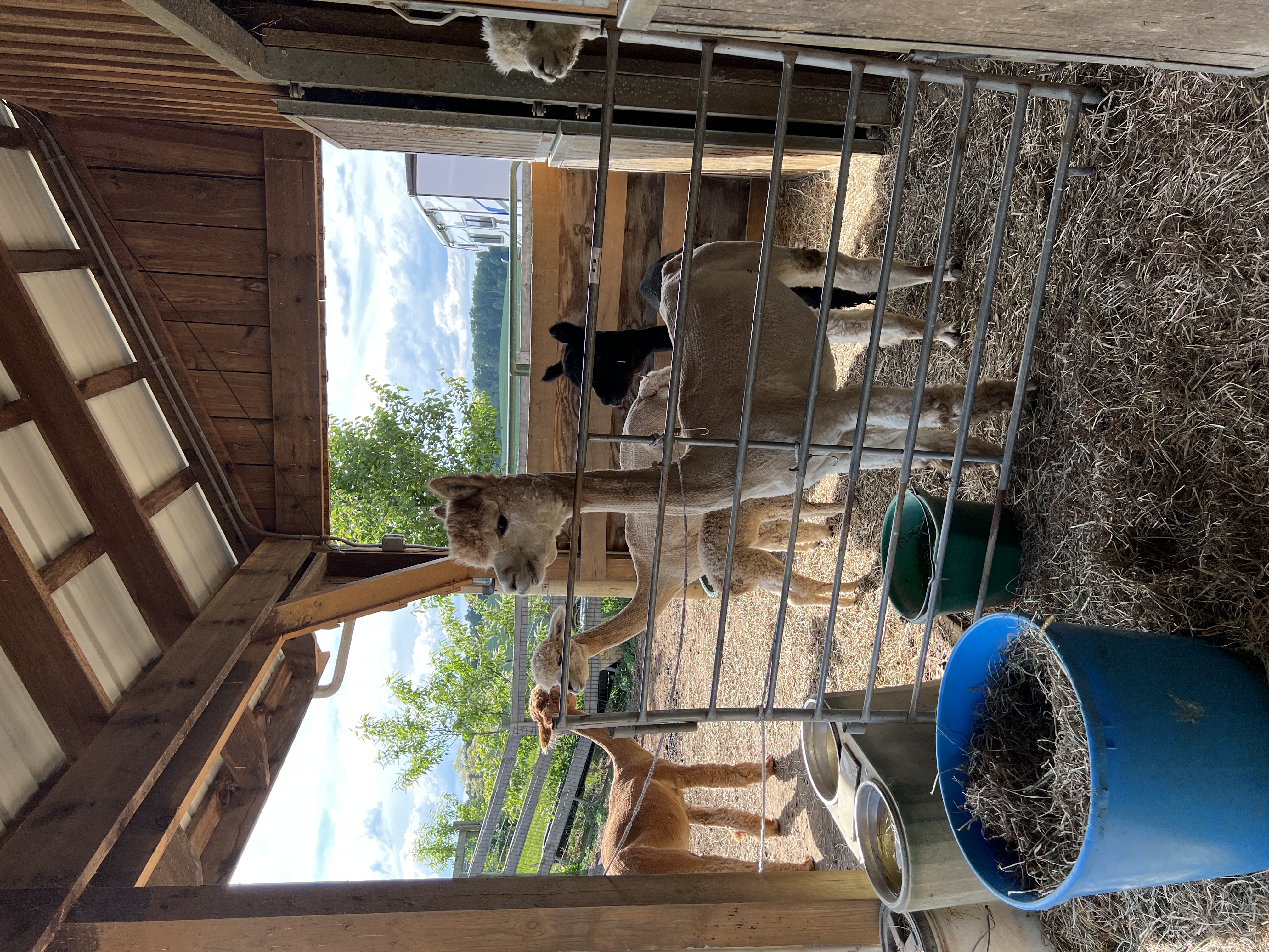 ./2025/04 - Virginia Creeper/IMG_5576.JPG